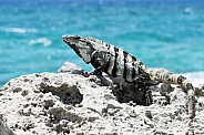 Iguana on the rocky beach