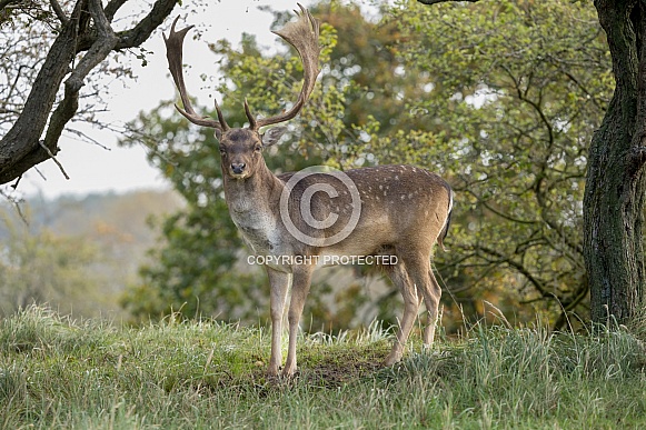 Fallow Deer Fallow Deer