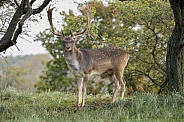 Fallow Deer