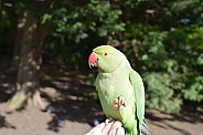 Ring-neck Parakeet