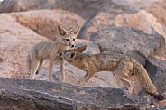 Kit Fox, Vulpes macrotis