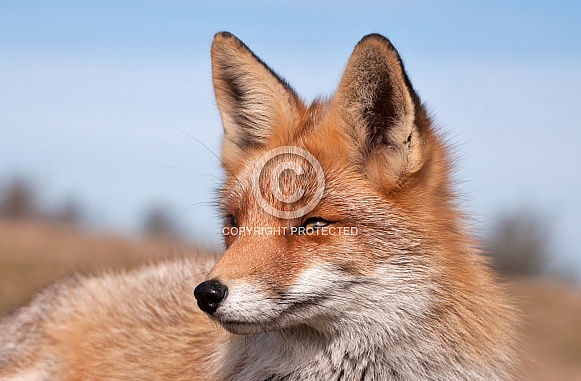 Red Fox Red Fox