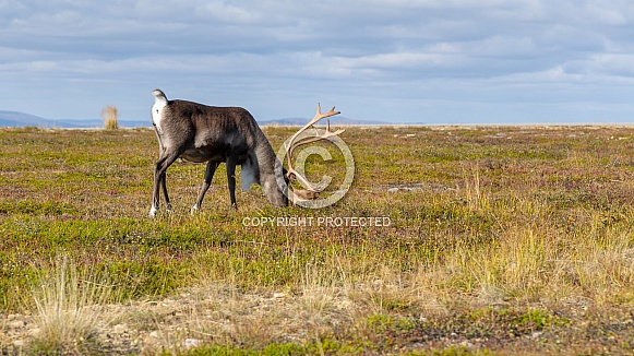 The reindeer or caribou (Rangifer tarandus)