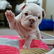 White bulldog puppy up close waiving