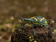 A Green Weevil in Ecuador