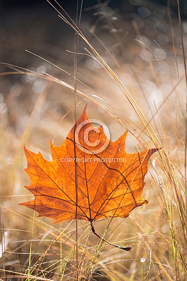 Autumn leaf