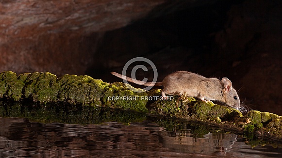 White throated woodrat, pack rat
