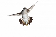 Anna's Hummingbird, Calyste anna