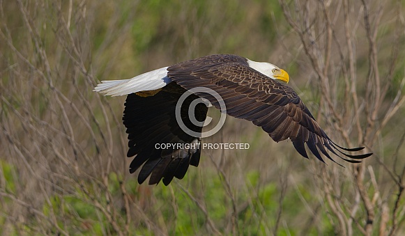Bald Eagle