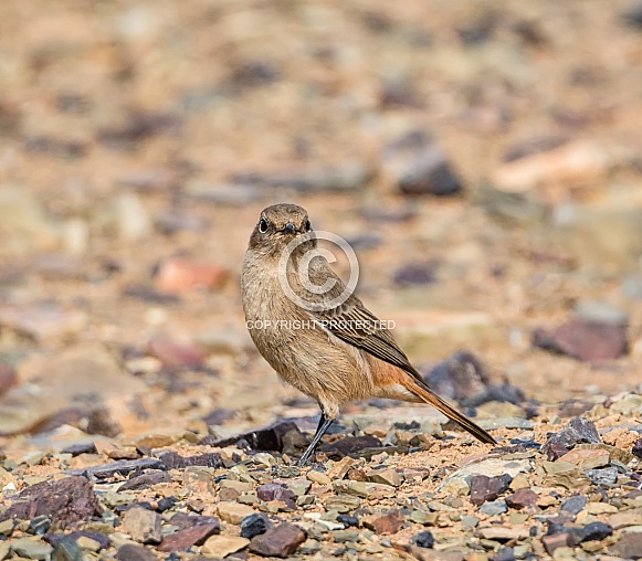 Familiar Chat Familiar Chat