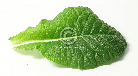 Primrose leaf