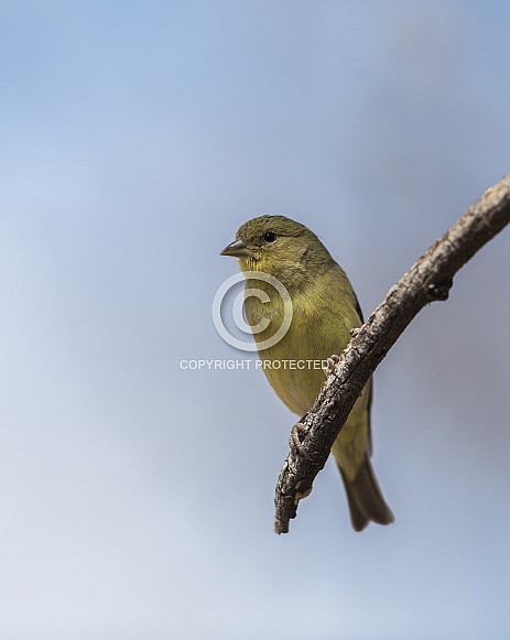 Female Lesser goldfinch Female Lesser goldfinch