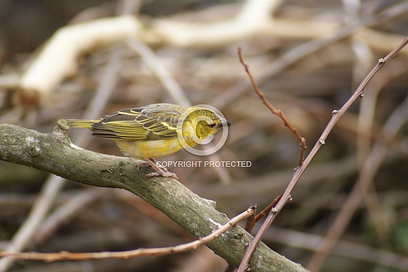 Weaver Bird