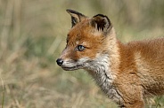 Red Fox Cub