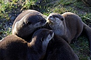 Family of Otters