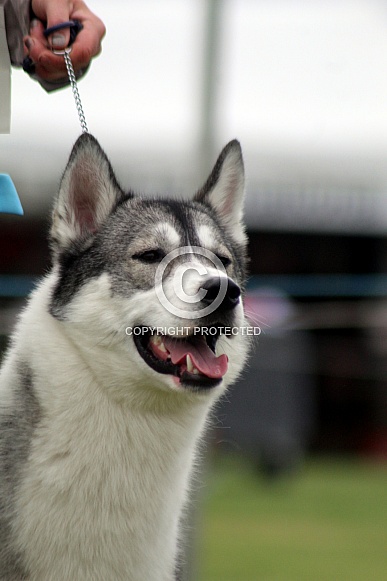 Siberian Husky