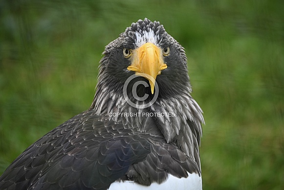 Steller Sea Eagle