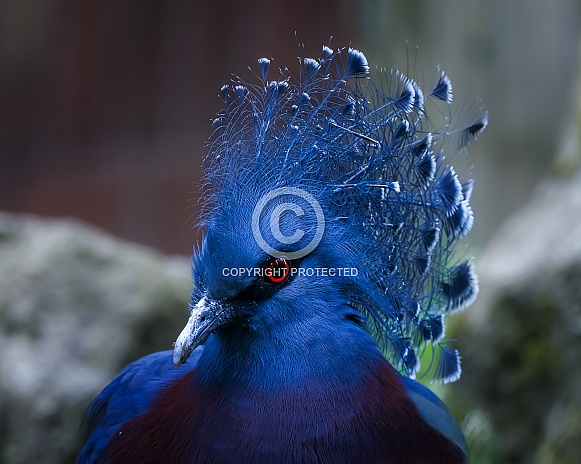 Victoria Crowned Pigeon