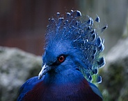 Victoria Crowned Pigeon
