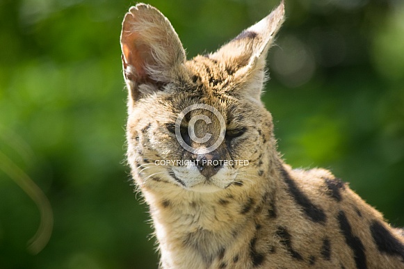 Serval Serval