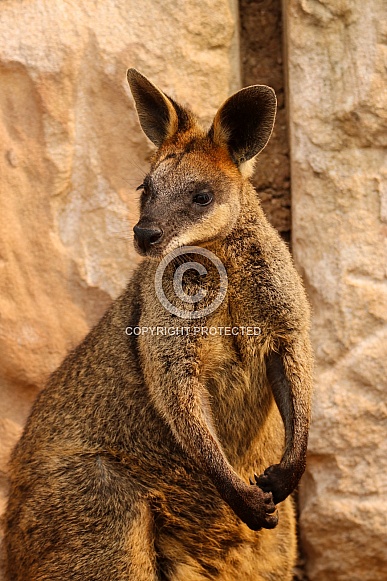 Black Palmed Rock Wallaby Black Palmed Rock Wallaby
