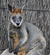 Wallaby with orange ears