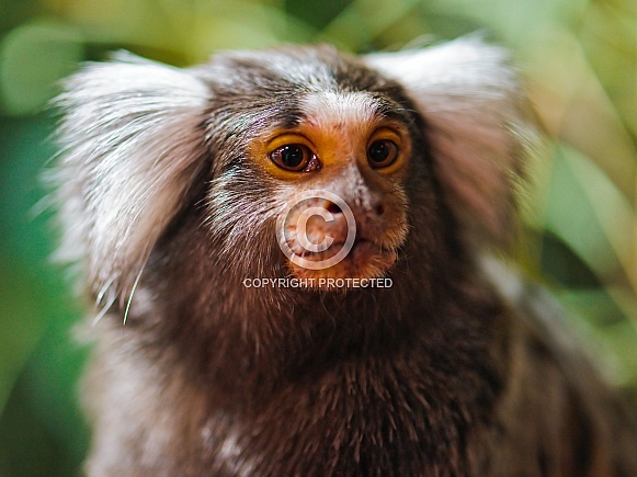 Marmoset Marmoset