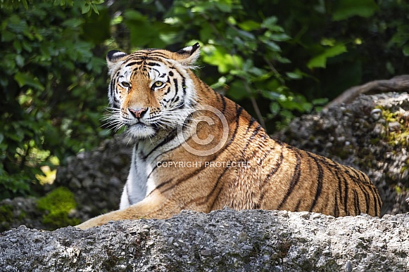Tiger lying down