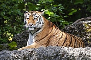 Tiger lying down