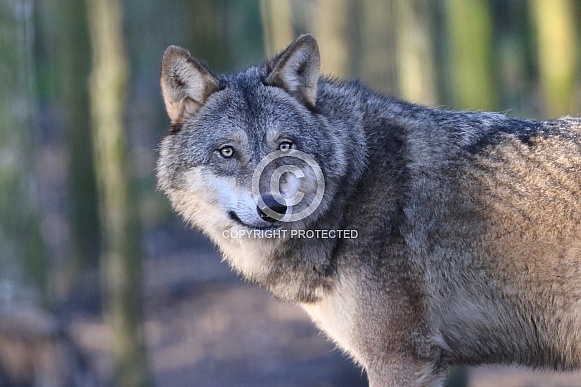 european wolf