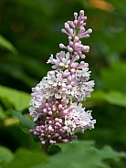 Pink Lilac in Bloom