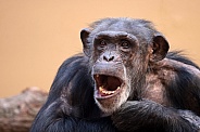 Chimpanzee (Pan troglodytes)