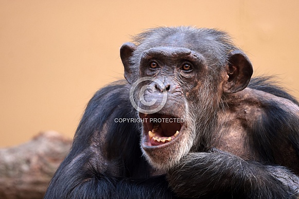 Chimpanzee (Pan troglodytes)
