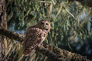 Northern Spotted Owl (Strix occidentalis caurina)