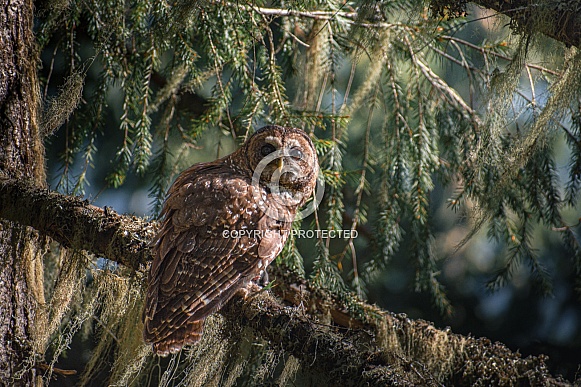 Northern Spotted Owl (Strix occidentalis caurina)