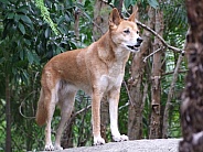 Dingo standing