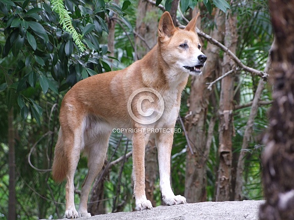 Dingo standing Dingo standing