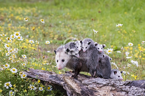 Opossum Mother and Joeys