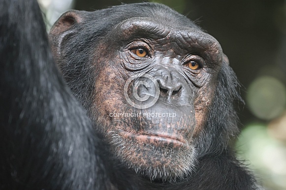 Chimpanzee (Pan troglodytes)