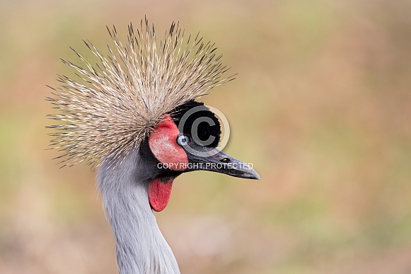 Grey Crowned Crane Grey Crowned Crane