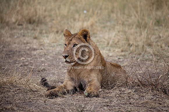 Young Lion (wild) Young Lion (wild)