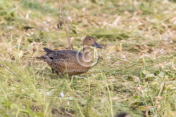 Northern Pintail in Alaska just before migration south