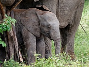 African bush elephant (Calf)