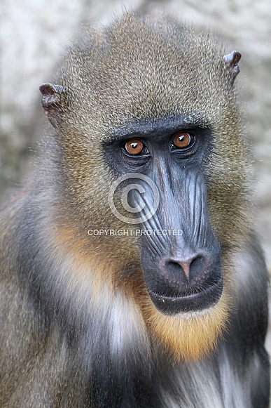 Mandrill (Mandrillus sphinx) Mandrill (Mandrillus sphinx)