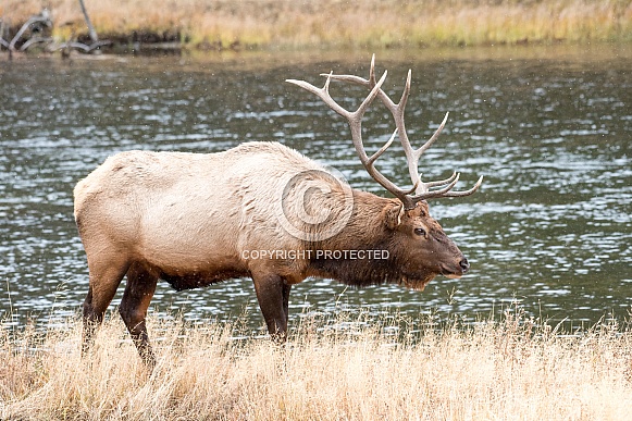 Bull Elk Bull Elk