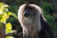 Lion Tailed Macaque Looking Upwards