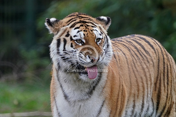 Siberian Tiger
