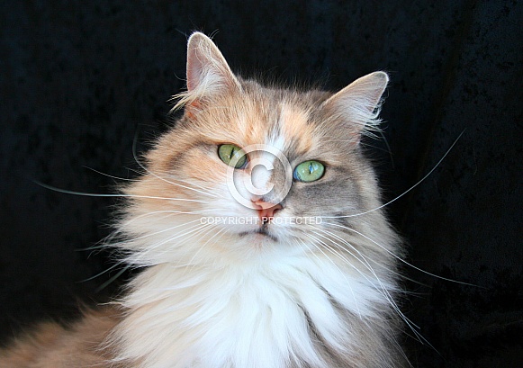 Bilo cat pose