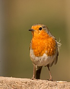 European Robin Portrait