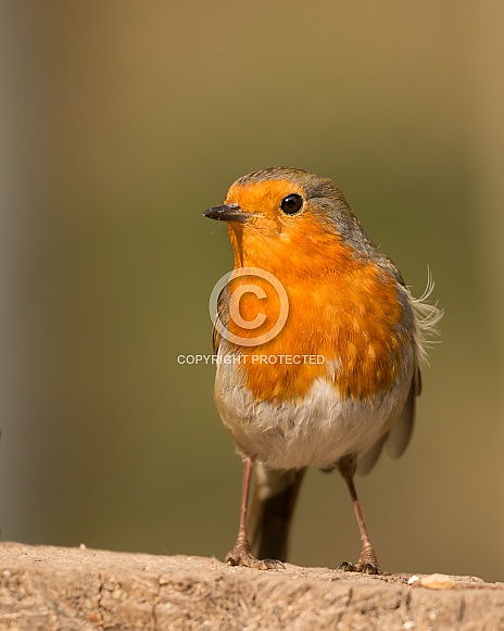 European Robin Portrait